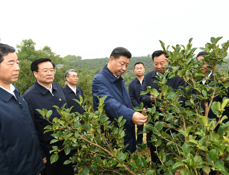 　　9月16日至18日，中共中央總書記、國(guó)家主席、中央軍委主席習(xí)近平在河南考察。這是17日上午，習(xí)近平來到信陽(yáng)市光山縣槐店鄉(xiāng)司馬光油茶園，實(shí)地察看油茶樹種植和掛果情況。新華社記者 謝環(huán)馳 攝